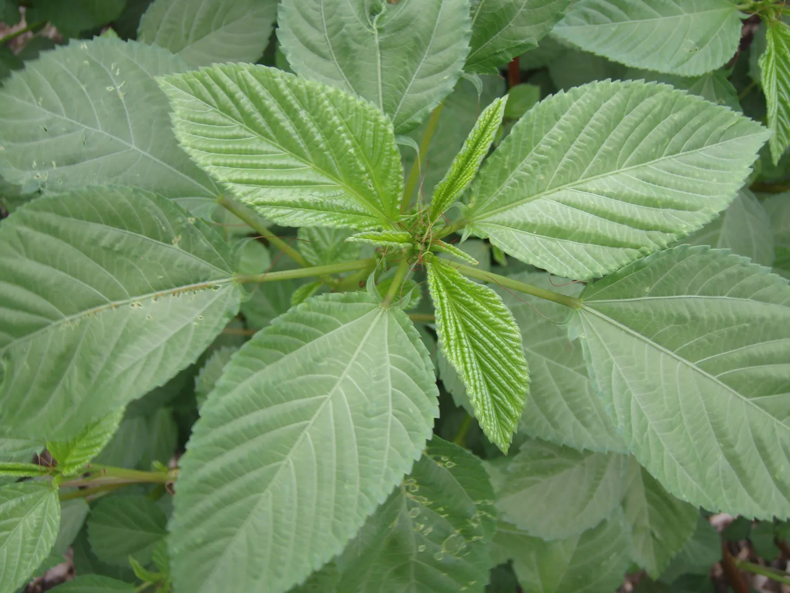 Health Benefits of Jute Leaves: A Nutritious and Delicious Green