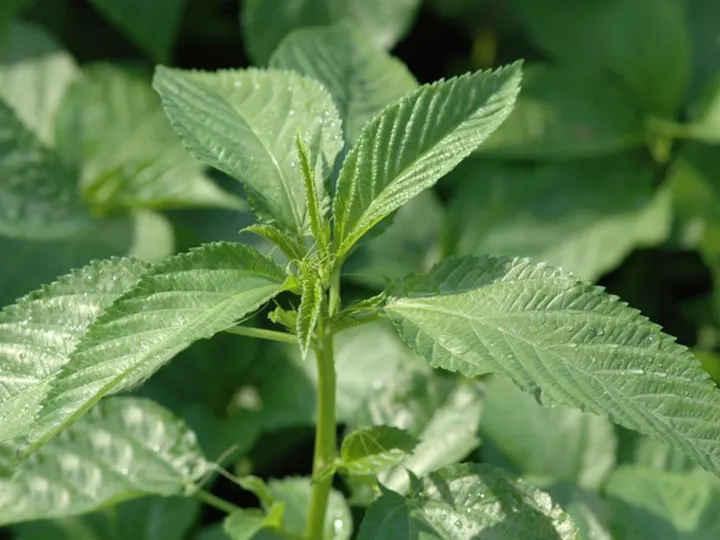 Jute Leaf Soup Recipe: A Nutritious and Delicious Meal Option