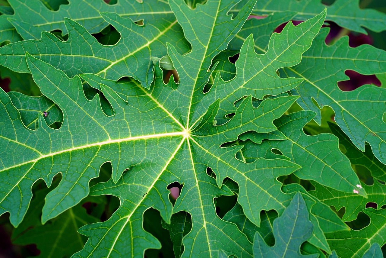 Papaya Leaf: Benefits and Uses